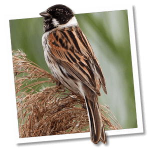 Rietgors (Emberiza schoeniclus) Rietgors (Emberiza schoeniclus)