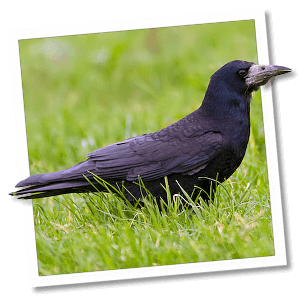 Roek (Corvus frugilegus) Roek (Corvus frugilegus)