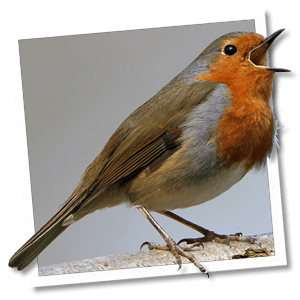 Informatie over de Roodborst (Erithacus rubecula) | Vogelhuisje.com