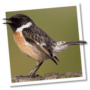 Roodborsttapuit (Saxicola rubicola) Roodborsttapuit (Saxicola rubicola)