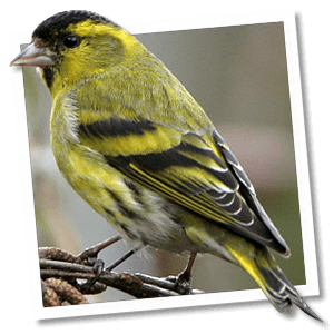 Sijs (Carduelis spinus) Sijs (Carduelis spinus)