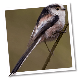 Staartmees (Aegithalos caudatus) - Foto: © www.birdphoto.nl Staartmees (Aegithalos caudatus) - Foto: © www.birdphoto.nl