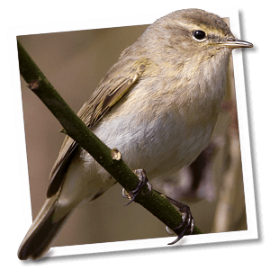 Tijftjaf (Phylloscopus collybita) Tijftjaf (Phylloscopus collybita)