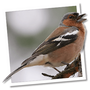 Vink (Fringilla coelebs)