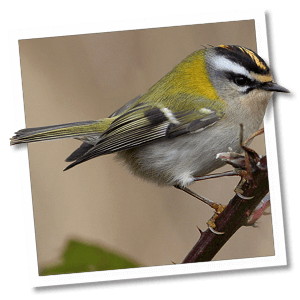 Vuurgoudhaan (Regulus ignicapillus) Vuurgoudhaan (Regulus ignicapillus)
