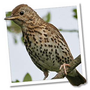 Zanglijster (Turdus philomelos) Zanglijster (Turdus philomelos)