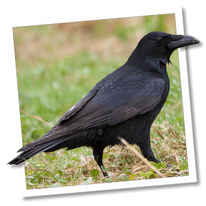 Zwarte kraai (Corvus corone) Zwarte kraai (Corvus corone)