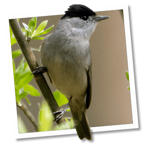 Zwartkop (Sylvia atricapilla)