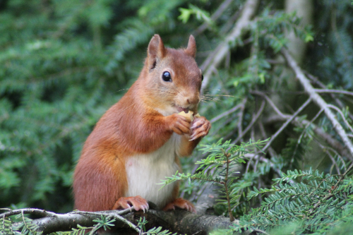 Eekhoorn in je tuin? Aniculis Eekhoorn voer